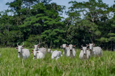 Imagem da notícia Preço da arroba bovina apresenta queda, com a alta disponibilidade de animais para abate